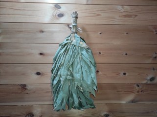 Курильский бамбук Саза